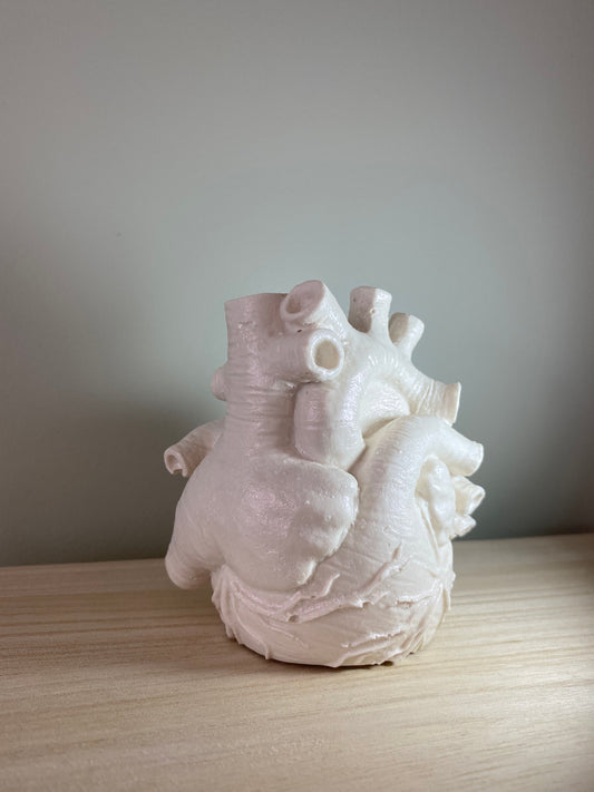 Anatomisk hjerte